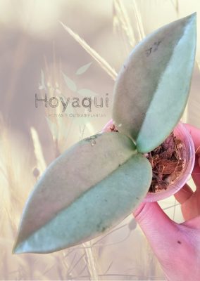 Hoya AH074