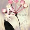 Hoya oreostemma NS12-318 (pink-white)