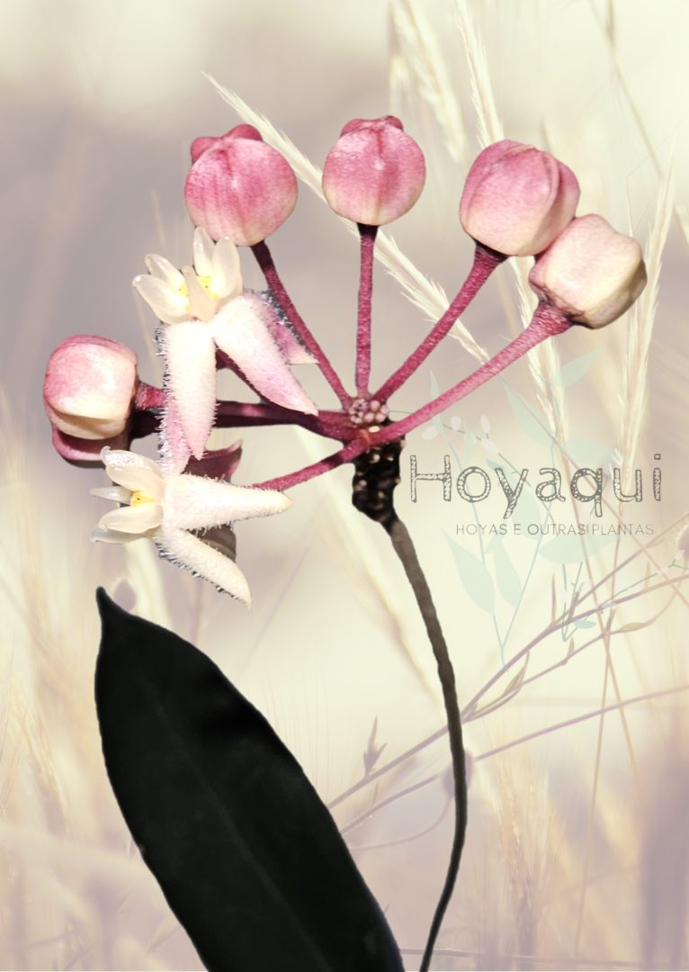 Hoya oreostemma NS12-318 (pink-white)