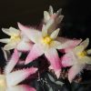 Hoya oreostemma NS12-318 (pink-white)