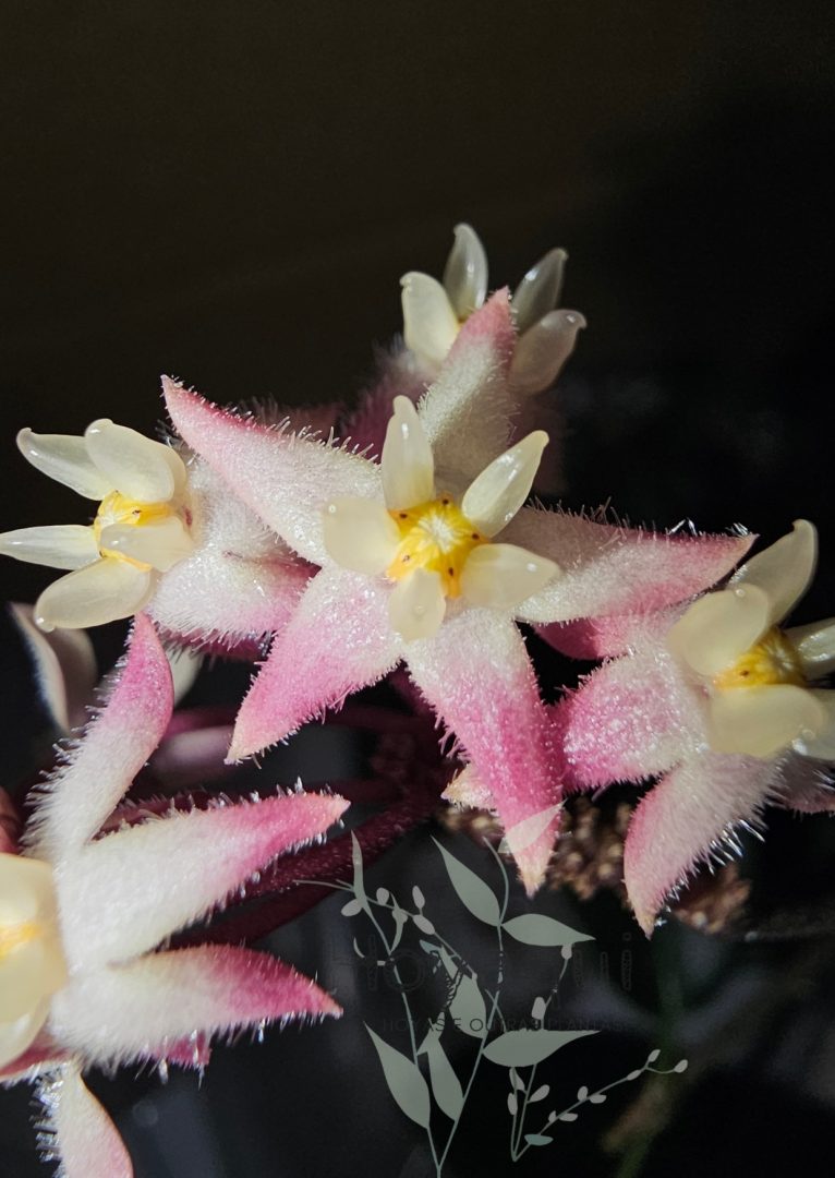 Hoya oreostemma NS12-318 (pink-white)