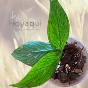 Hoya polyneura