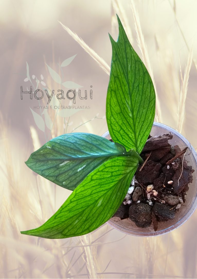 Hoya polyneura