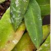Hoya kaikoeana (antes sp. Dahlia)