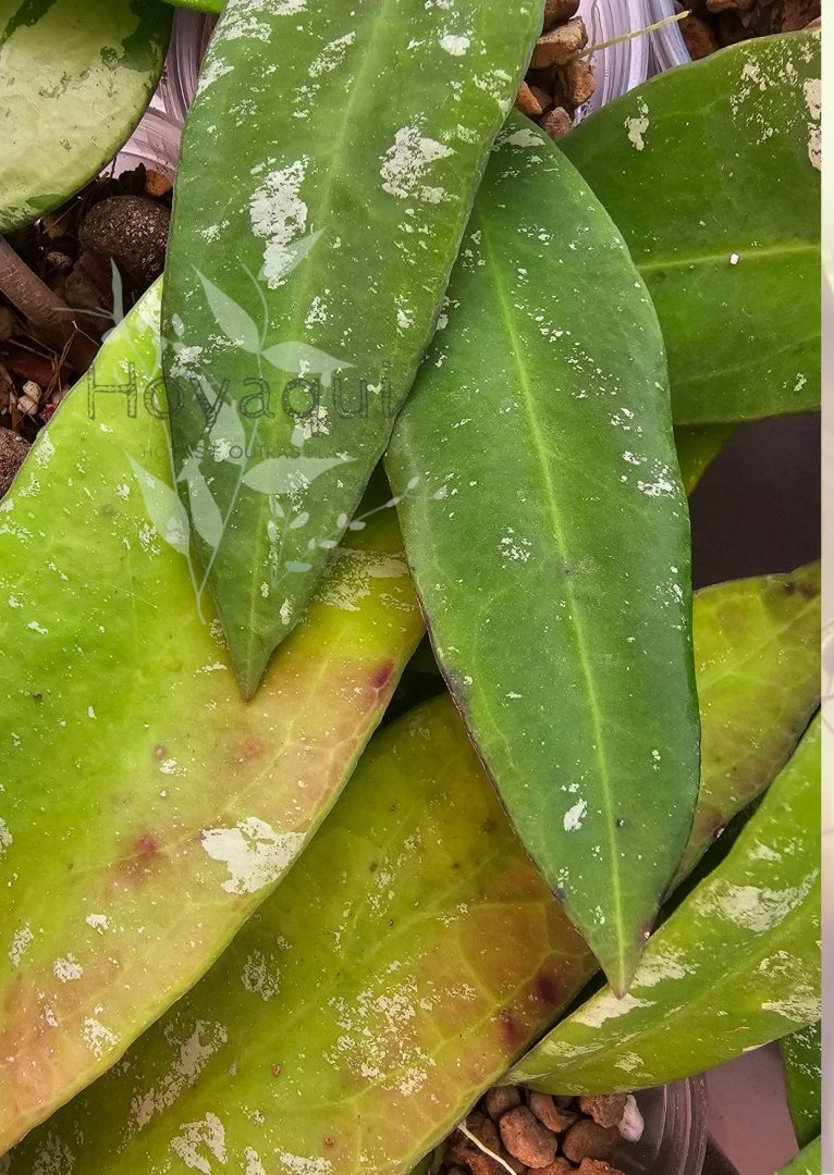 Hoya kaikoeana (antes sp. Dahlia)