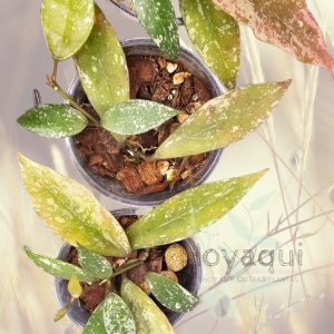 Hoya lacunosa Laos