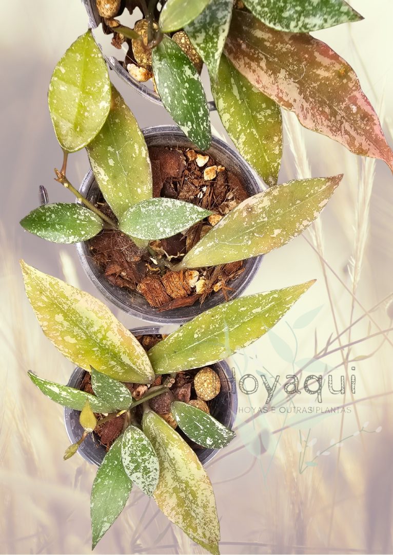 Hoya lacunosa Laos