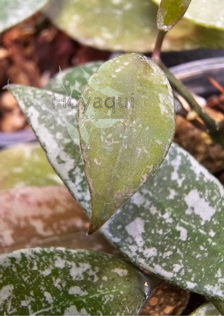 Hoya lacunosa Laos