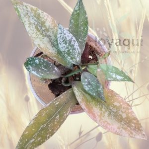 Hoya lacunosa Laos