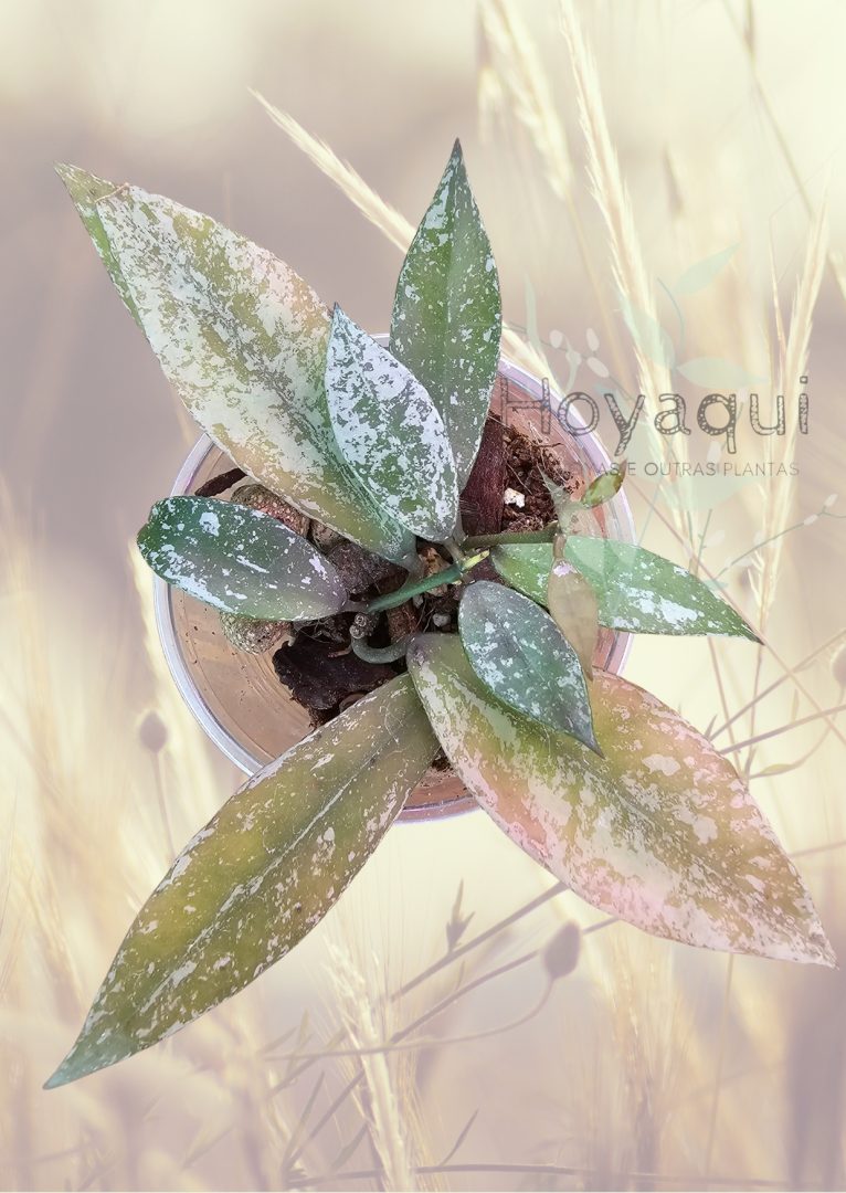 Hoya lacunosa Laos