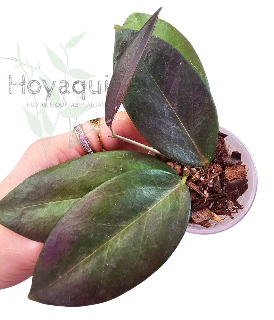 Hoya globulifera
