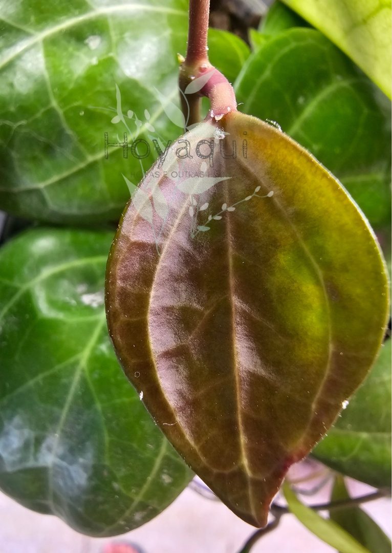 Hoya sp. Sarawak