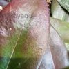 Hoya globulifera