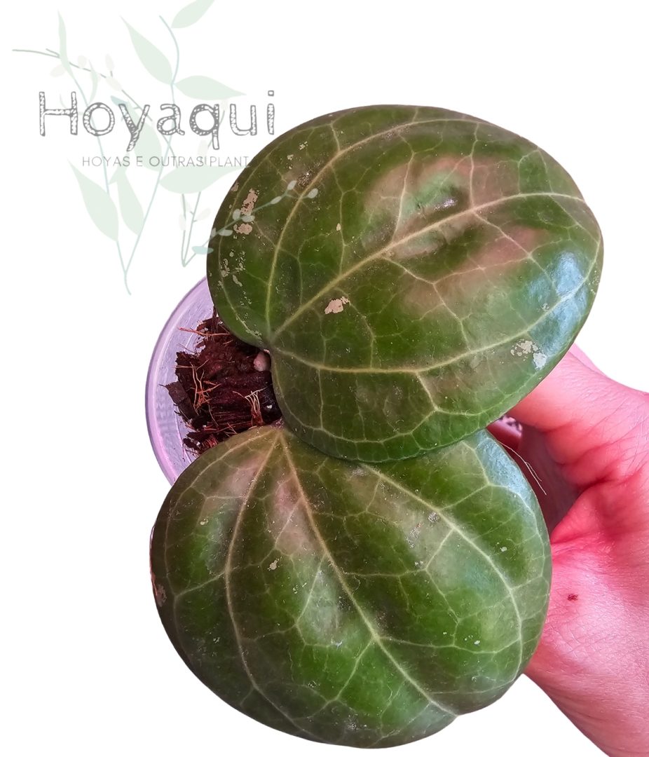 Hoya sp. Sarawak