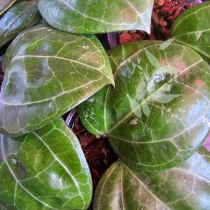 Hoya sp. Sarawak