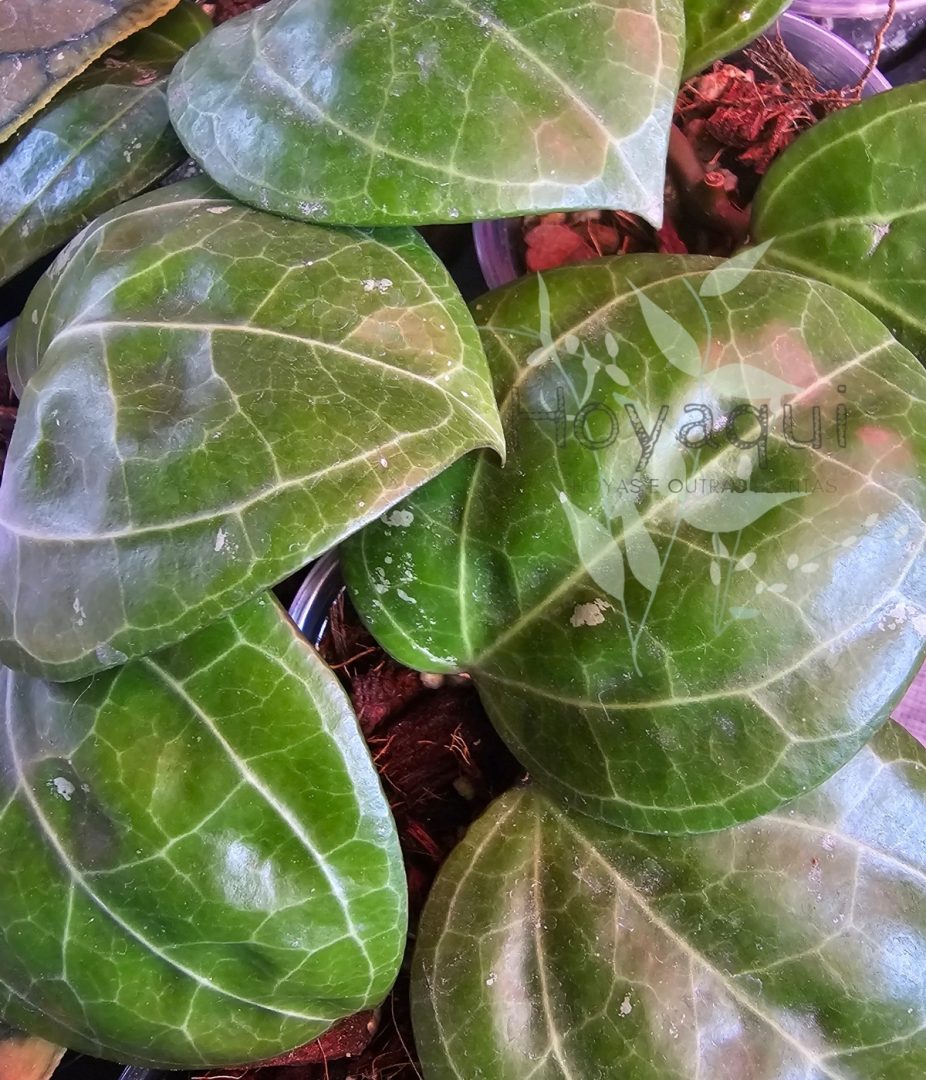 Hoya sp. Sarawak