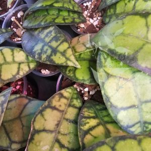 Hoya callistophylla ‘Black Cat’