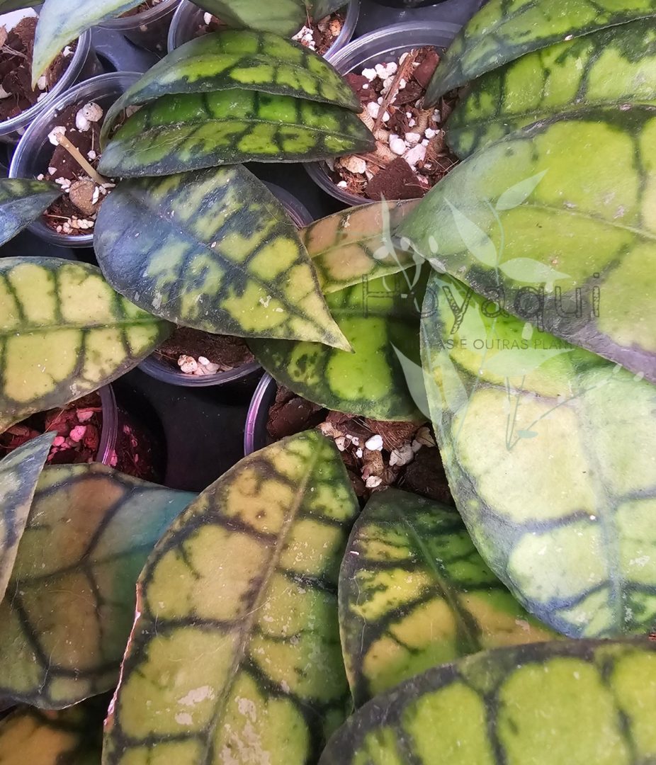 Hoya callistophylla ‘Black Cat’