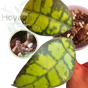 Peduncúlo/Flor