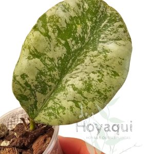 Hoya waymaniae ‘Cloudy Sky’