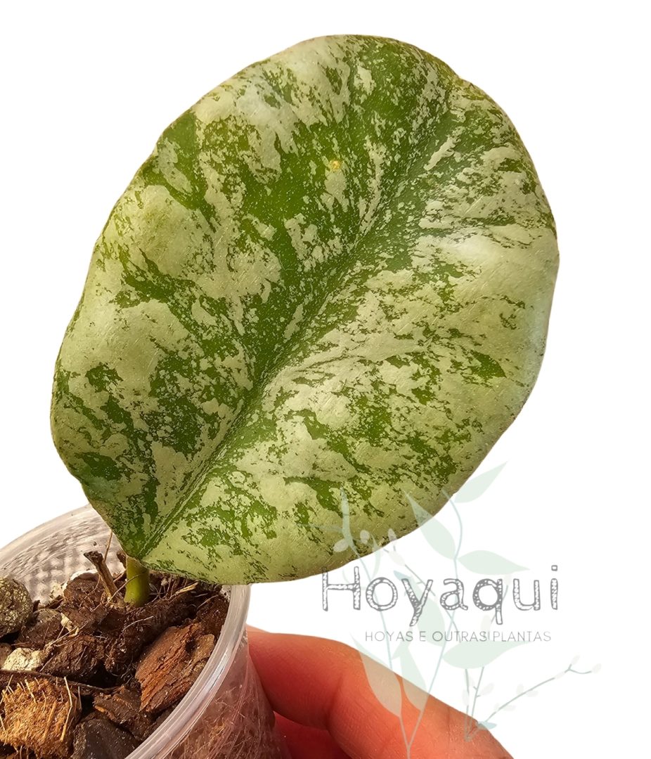 Hoya waymaniae ‘Cloudy Sky’