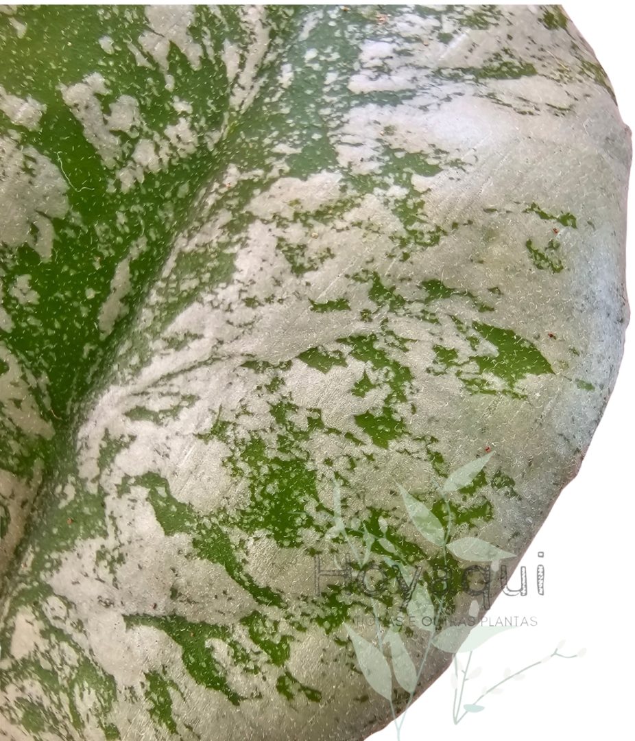 Hoya waymaniae ‘Cloudy Sky’