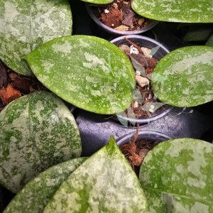 Hoya verticillata (sp. Nganjuk splash)
