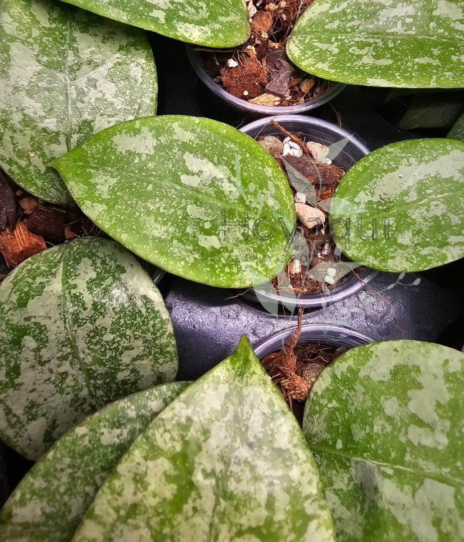 Hoya verticillata (sp. Nganjuk splash)