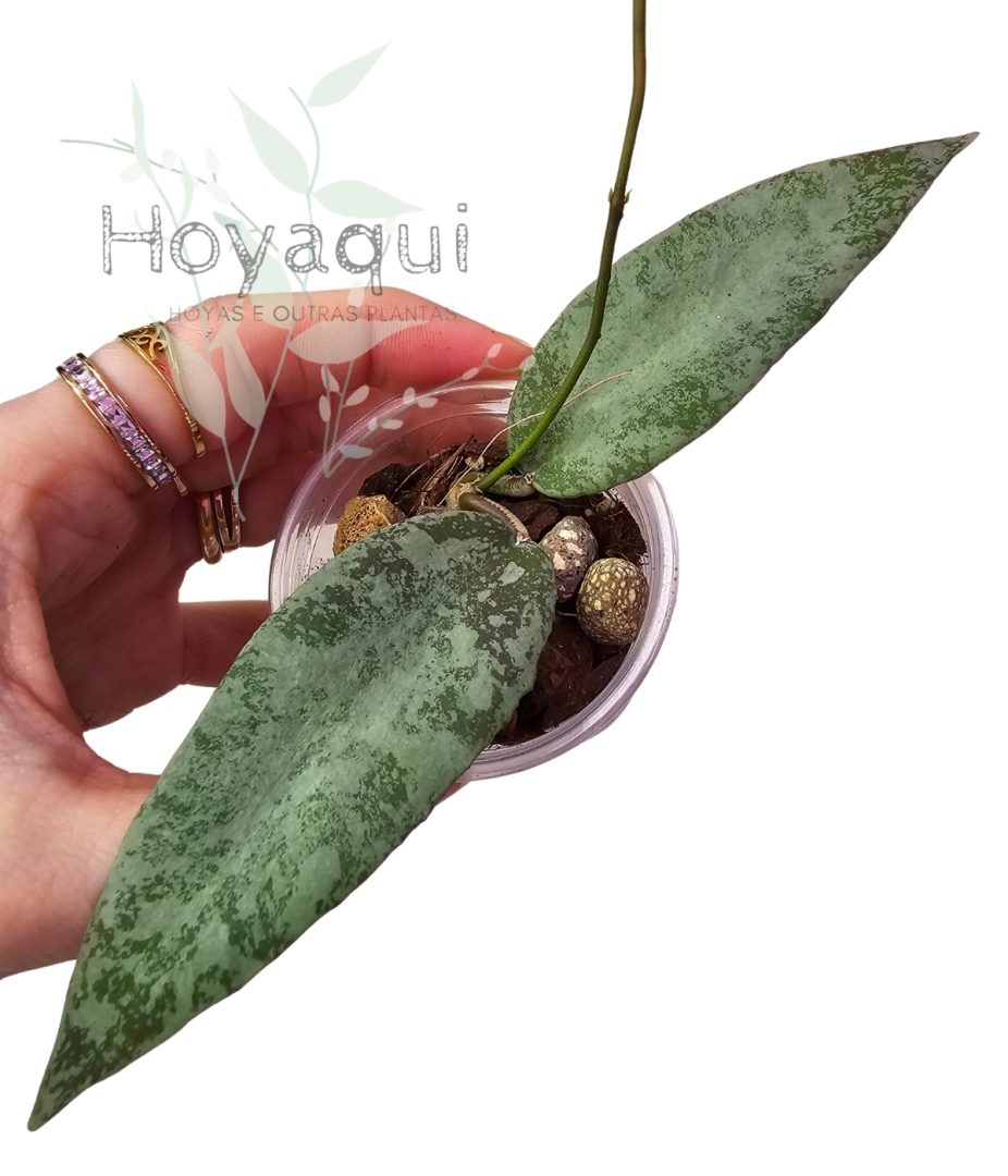 Hoya flagellata Silver