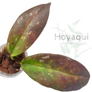 Hoya buntokensis