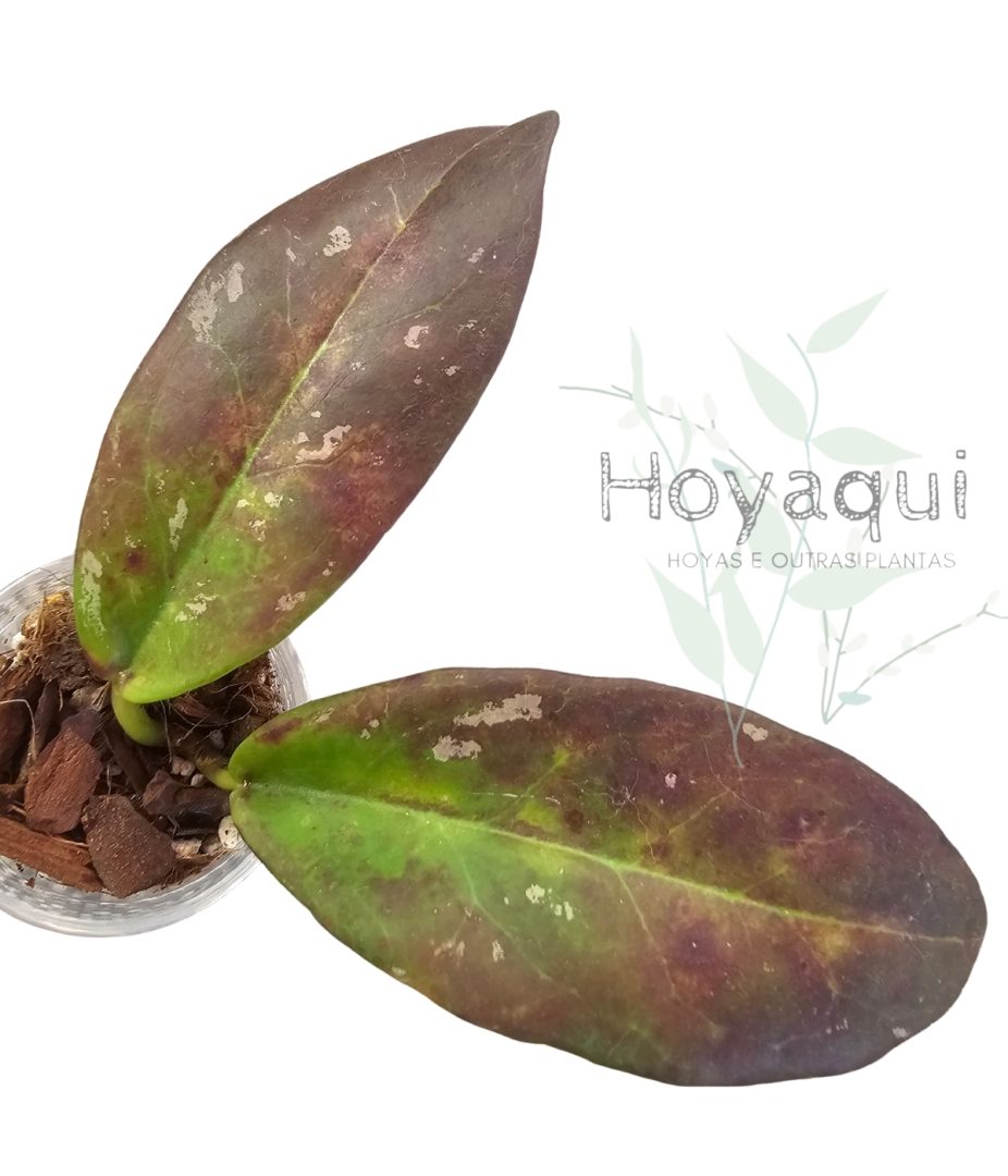 Hoya buntokensis