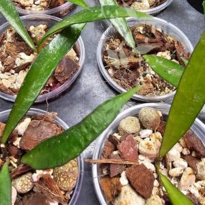 Hoya sp. Tanggamus Small Leaf