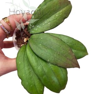 Hoya erythrina