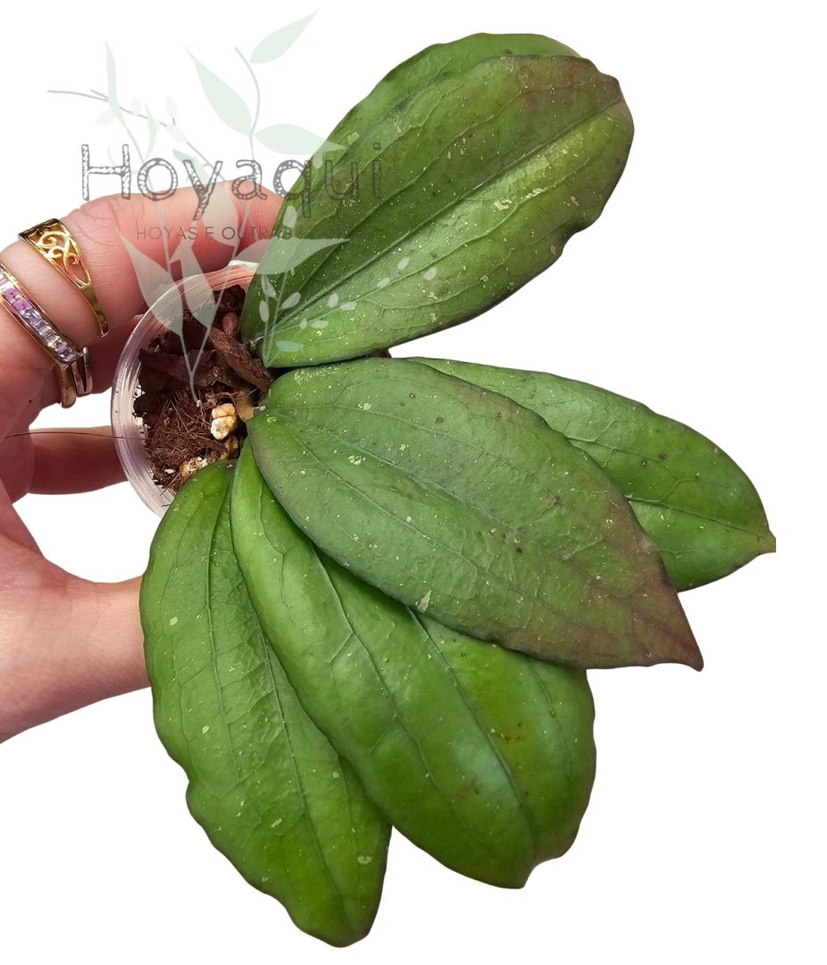 Hoya erythrina