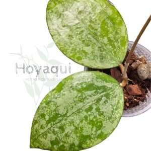 Hoya verticillata (sp. Nganjuk splash)