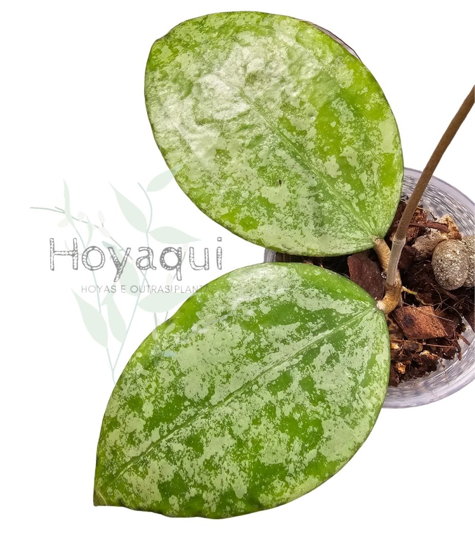 Hoya verticillata (sp. Nganjuk splash)