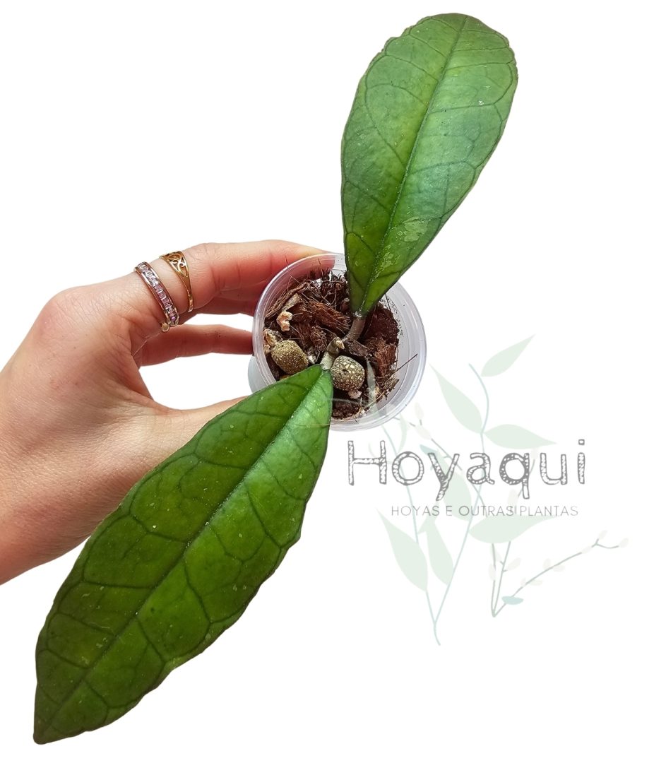 Hoya finlaysonii ‘Sukhirin’