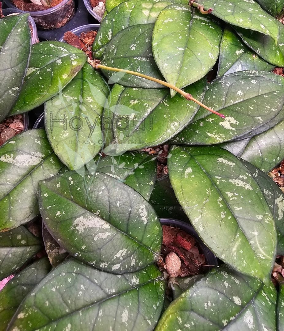 Hoya crassipetiolata round leaf