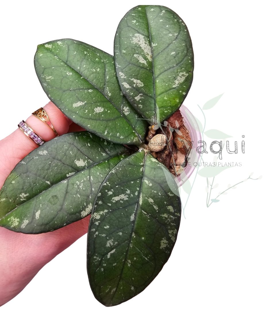 Hoya crassipetiolata round leaf