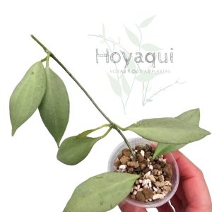 Hoya nicholsoniae ‘New Guinea Ghost’
