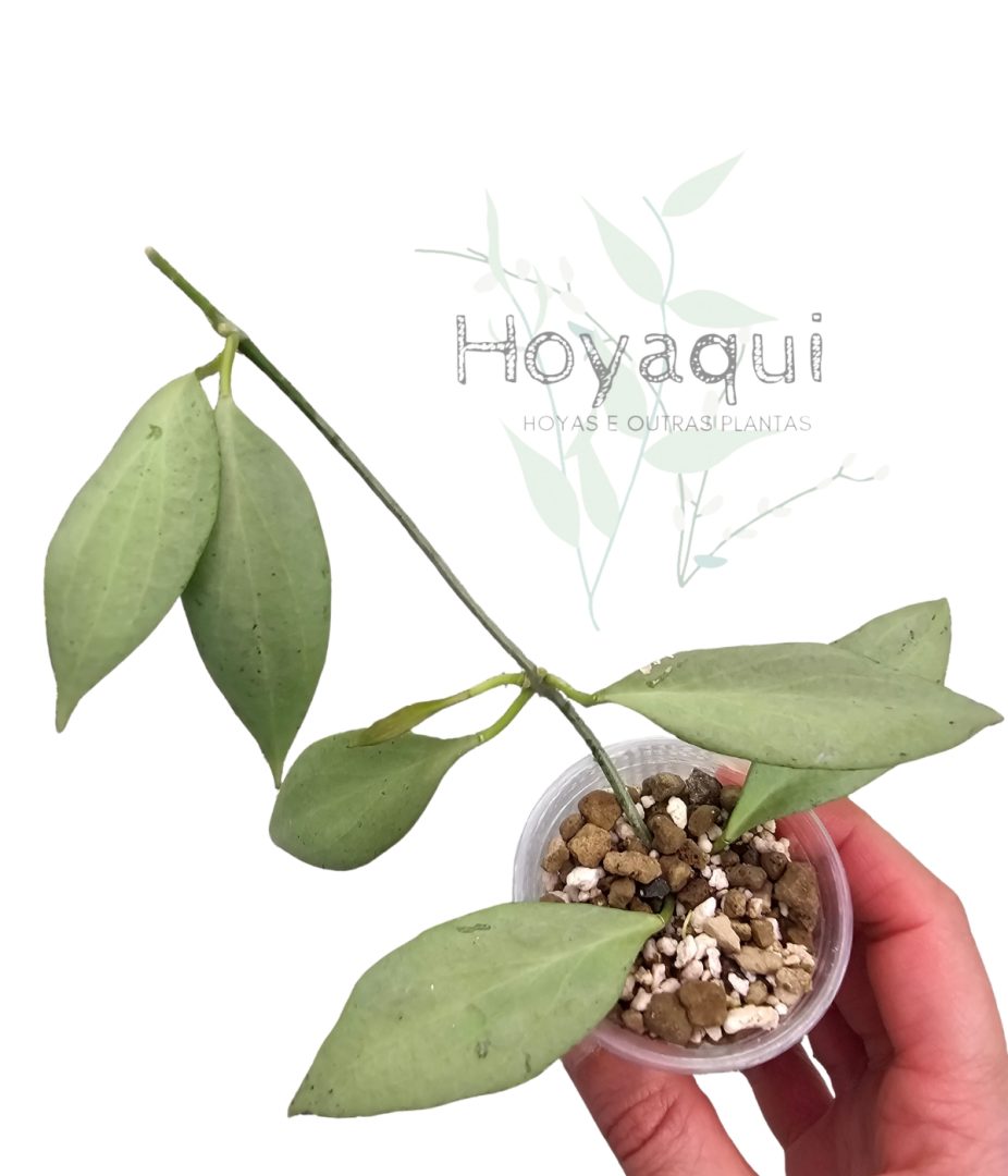 Hoya nicholsoniae ‘New Guinea Ghost’