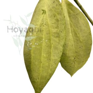Hoya nicholsoniae ‘New Guinea Ghost’