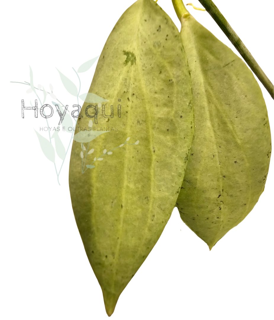 Hoya nicholsoniae ‘New Guinea Ghost’