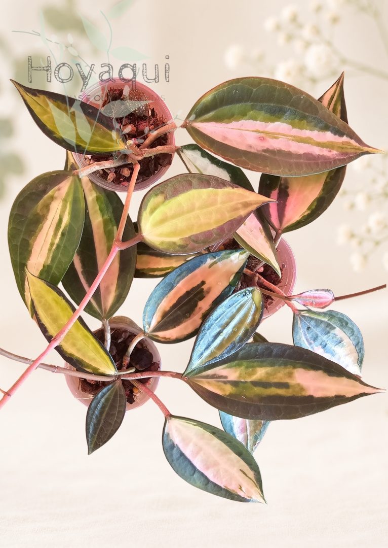 Hoya latifolia ‘Pot of Gold’
