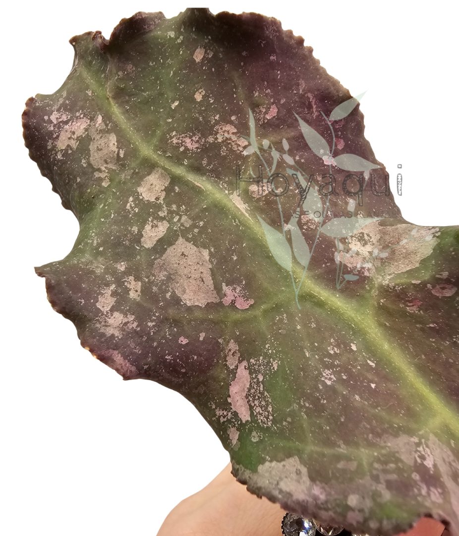 Undulata Surisa's Clone