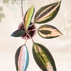 Hoya latifolia ‘Pot of Gold’