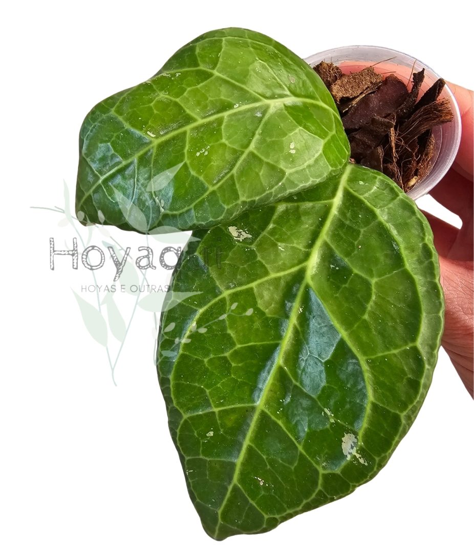 Hoya verticillata ‘Lampung’