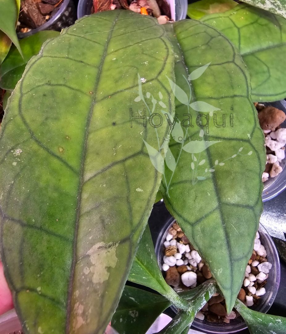 Hoya finlaysonii ‘Sukhirin’