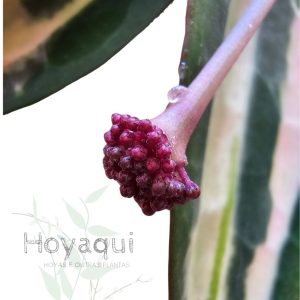 Hoya latifolia ‘Pot of Gold’