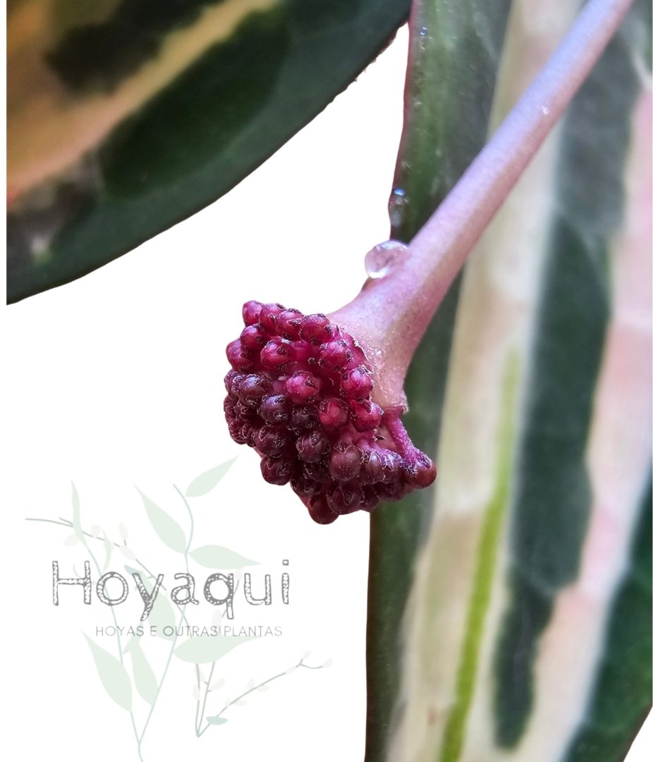 Hoya latifolia ‘Pot of Gold’